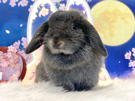 4月17日(日)ご来店のうさちゃん