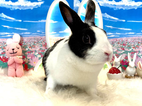 11月2日(水)ご来店のうさちゃん