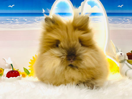 ライオンヘッドちゃんのご家族がきまりました