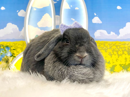 3月20日(日)ご来店のうさちゃん