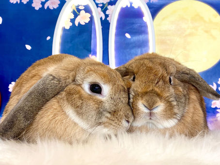 4月4日(月)・4月6日(水)ご来店のうさちゃん