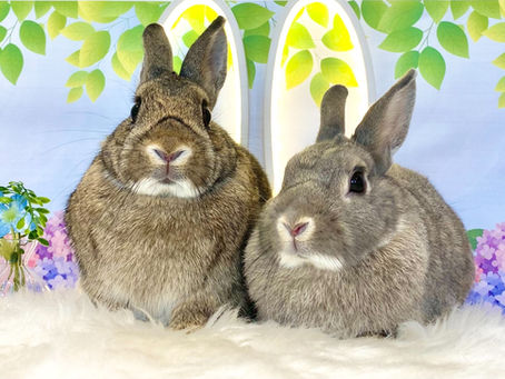 6月23日(木)ご来店のうさちゃん