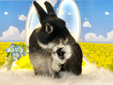 3月24日(木)・3月25日(金)ご来店のうさちゃん