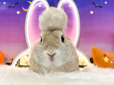 10月24日(月)ご来店のうさちゃん