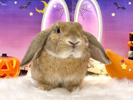 10月16日(日)ご来店のうさちゃん