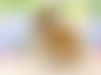 6月16日(木)ご来店のうさちゃん