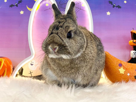 10月23日(日)ご来店のうさちゃん