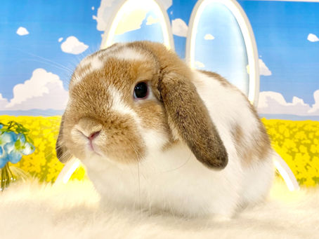 3月19日(土)ご来店のうさちゃん