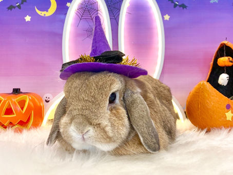 10月2日(日)ご来店のうさちゃん