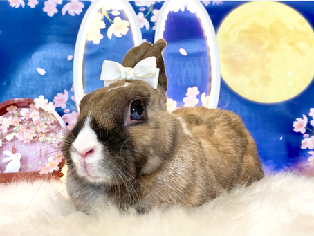 4月25日(月)ご来店のうさちゃん