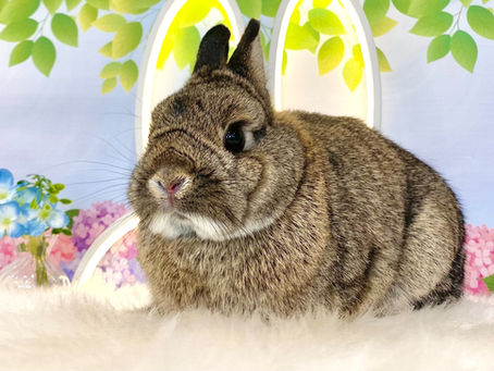 6月19日(日)ご来店のうさちゃん