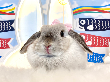 5月4日(水)ご来店のうさちゃん