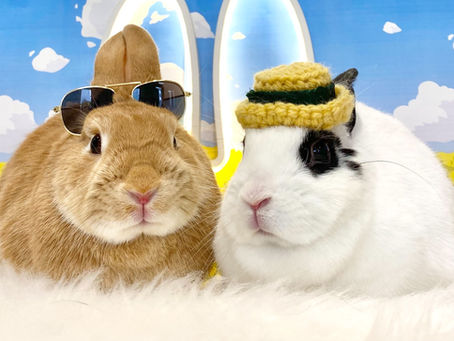 3月14日(月)ご来店のうさちゃん