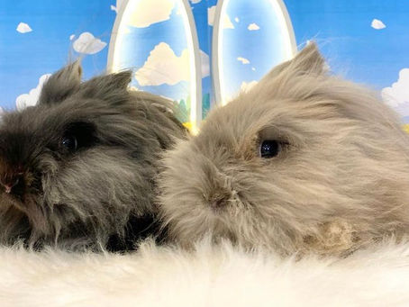 3月7日(月)ご来店のうさちゃん