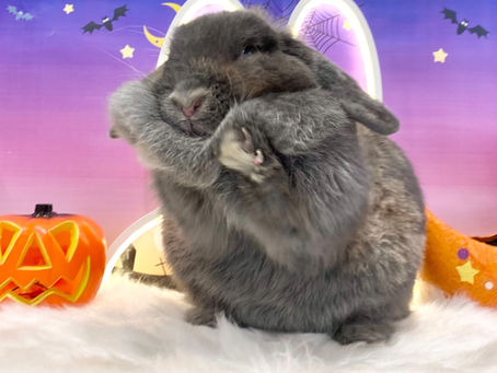 10月9日(日)ご来店のうさちゃん