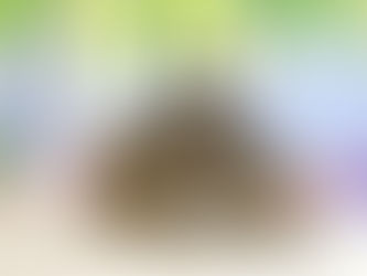 6月18日(土)ご来店のうさちゃん