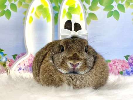 6月18日(土)ご来店のうさちゃん