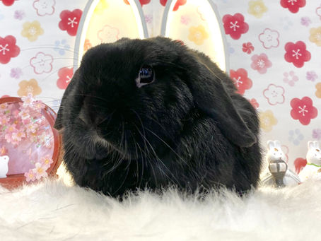 2月20日(日) ご来店のうさちゃん