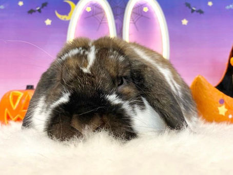 10月31日(月)ご来店のうさちゃん