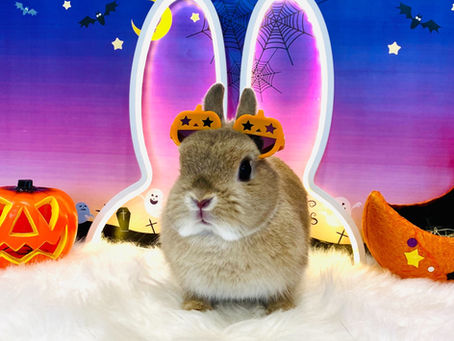 10月19日(水)・10月20日(木)ご来店のうさちゃん