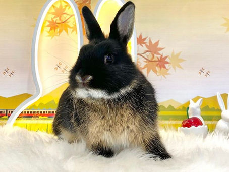 9月21日(水)ご来店のうさちゃん