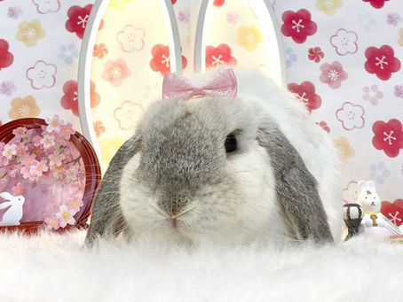 2月23日(水) ご来店のうさちゃん