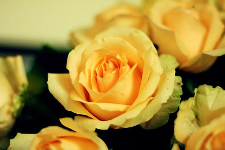 golden roses.jpeg