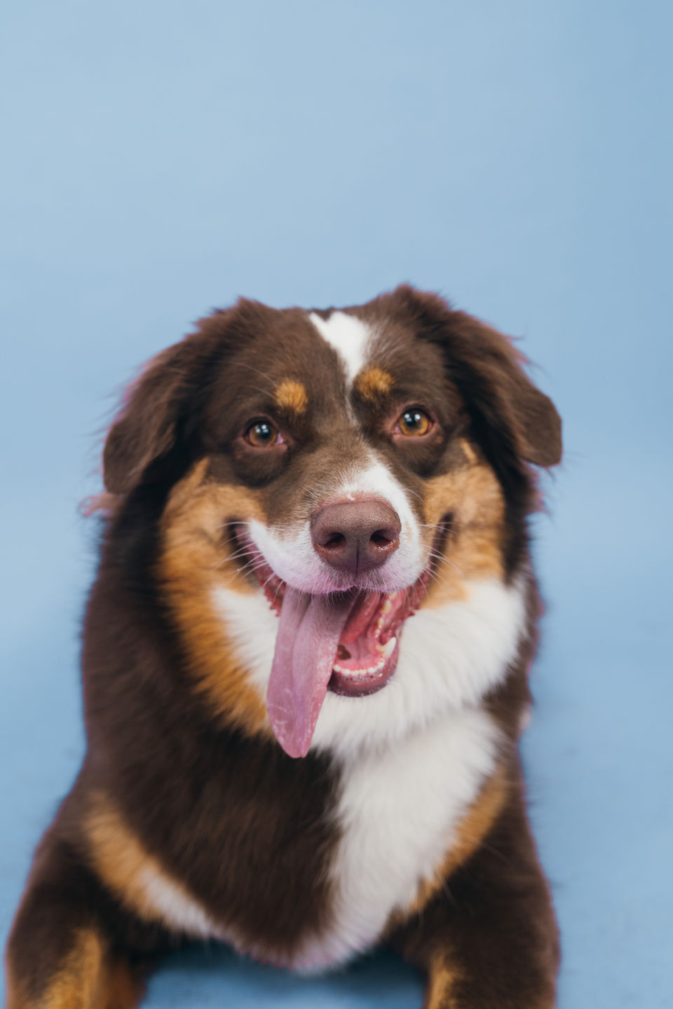 Pet Portraits | Chicago, IL