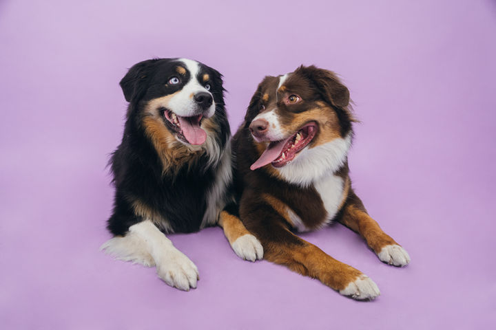 Pet Portraits | Chicago, IL