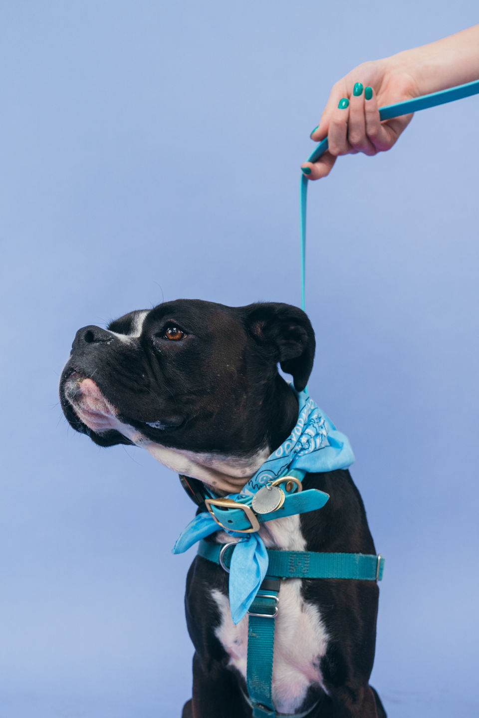 Pet Portraits | Chicago, IL