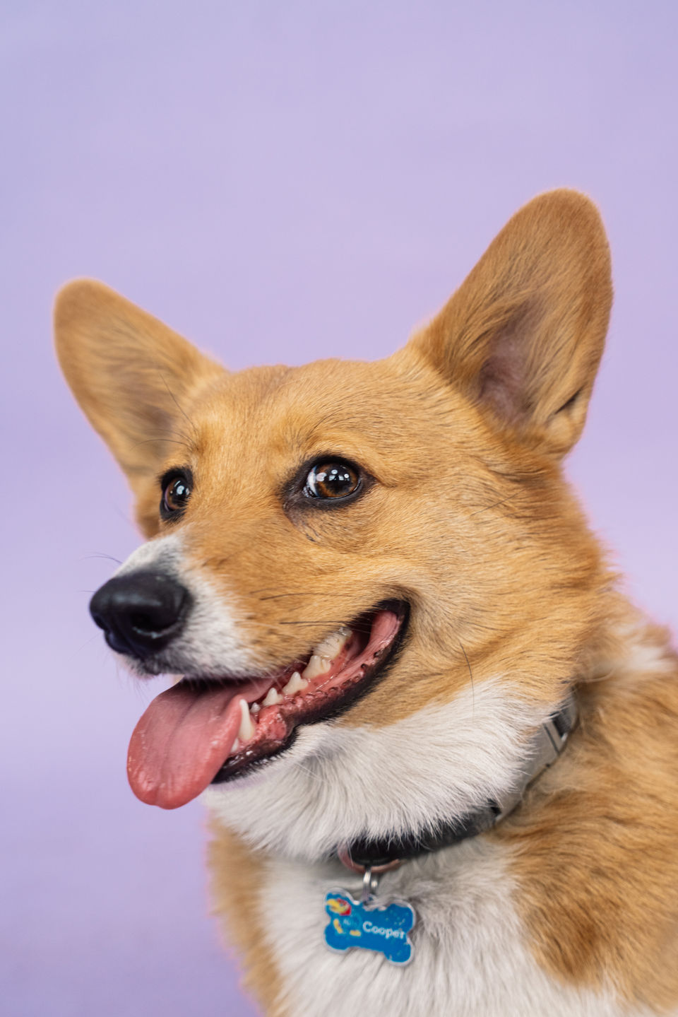 Pet Portraits | Chicago, IL