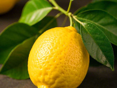 Lemon Medicine? The Surprising Health Powers Backed by Research