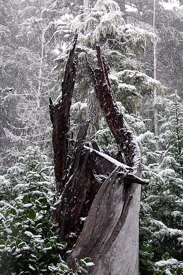 Snowy Woods