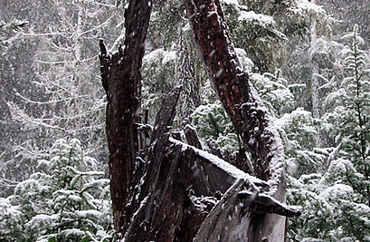 Snowy Woods