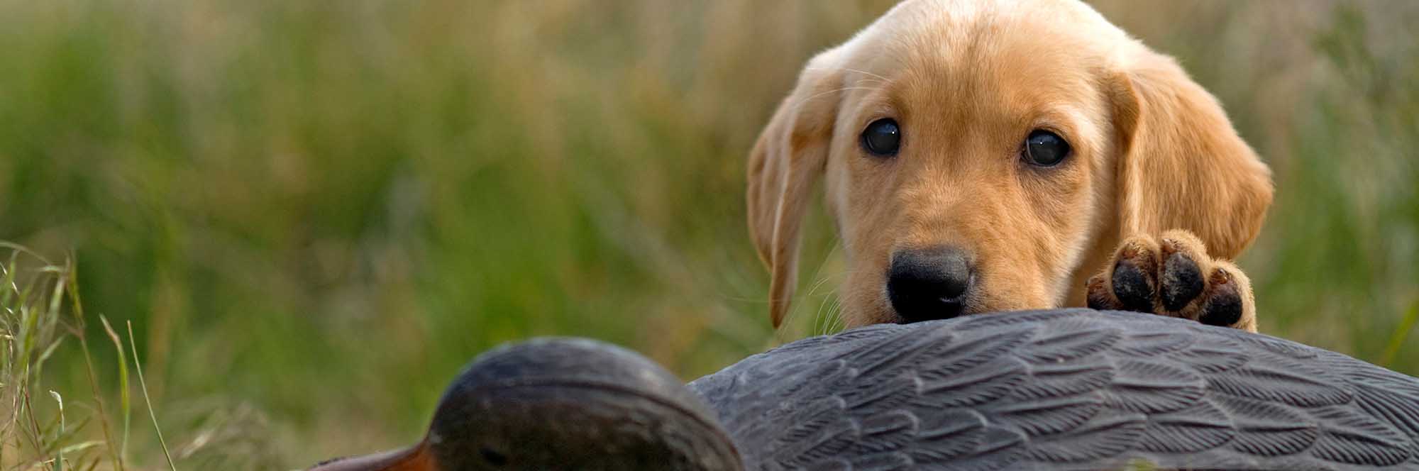 Rosewood Retrievers Labrador Retriever Puppies And Training Utah