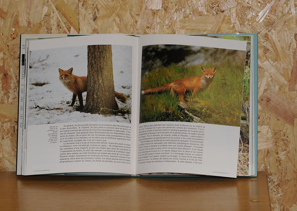 Miniature : LE RENARD Faune Sauvage