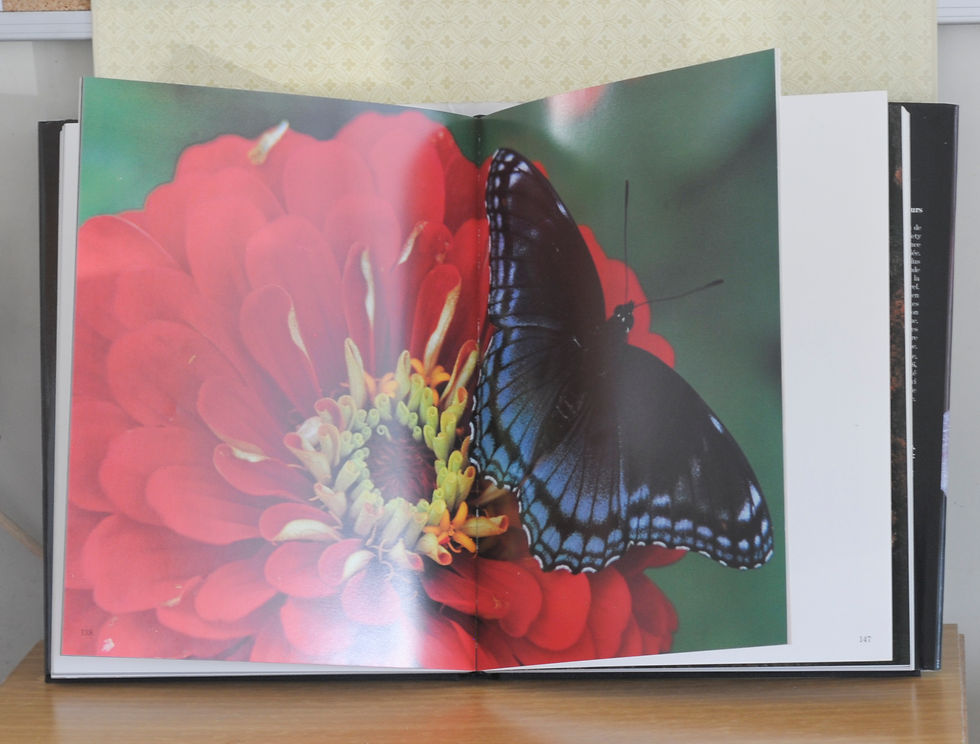 Miniature : ENCYCLOPEDIE DES PAPILLONS