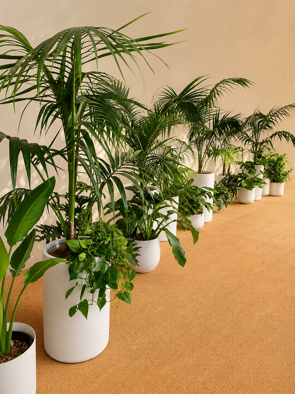 Wedding plant hire b.leaf