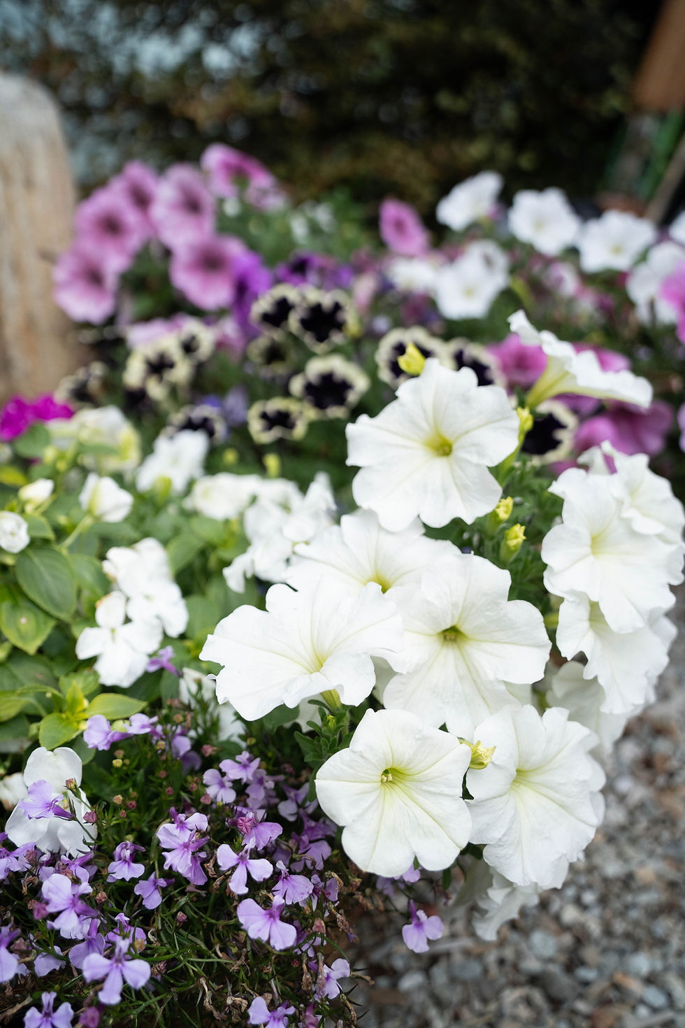 Flower basket hire, outdoor plant maintenance b.leaf