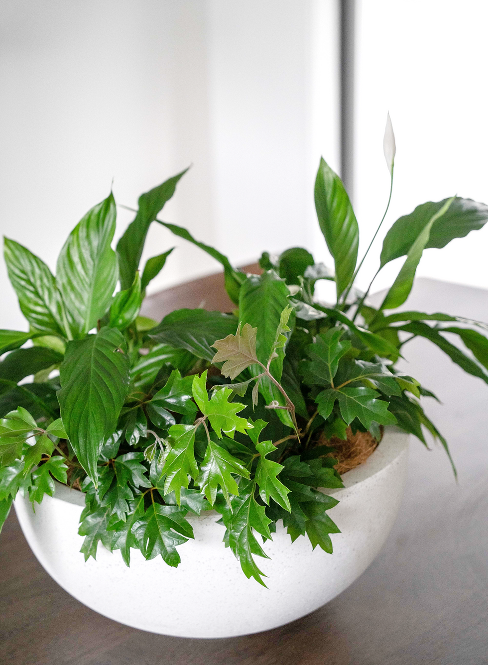 Home staging plants b.leaf