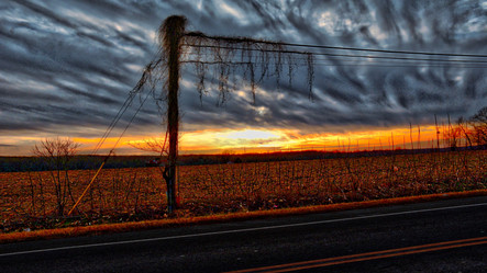 Vines and Wire-HDR.jpeg