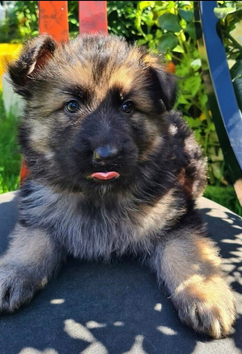 Puppy Yoga 12.30 PM - 1.30 PM