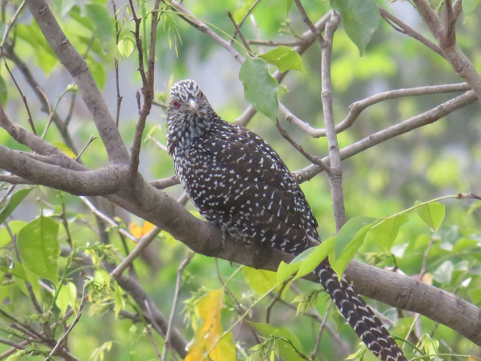 Asian Koel (female, I despise her suitors)