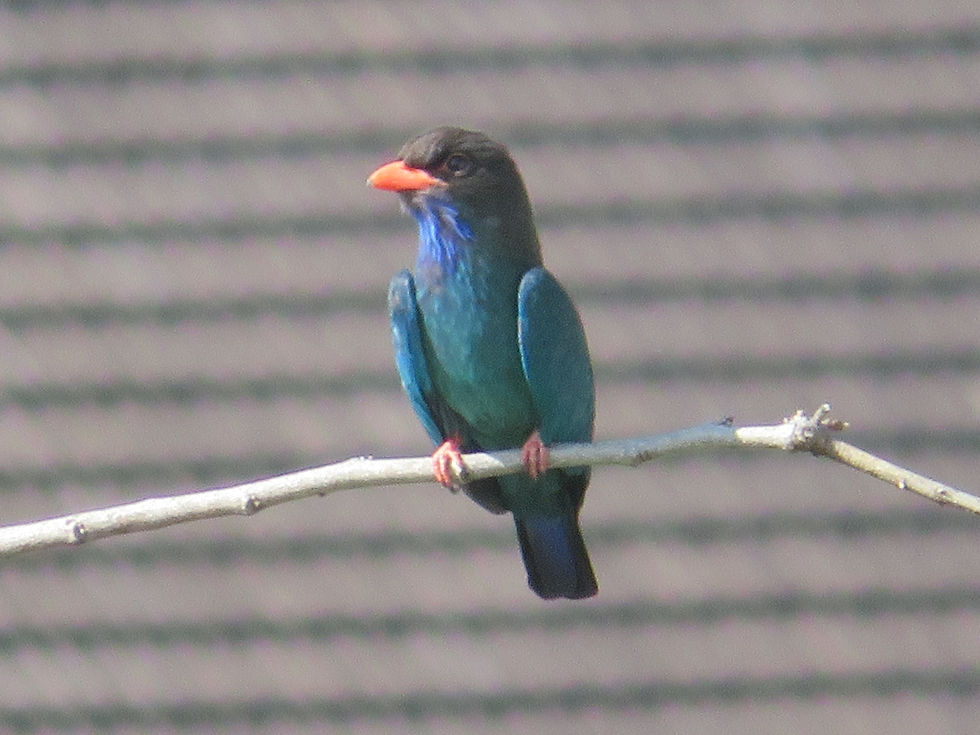 Common Dollarbird