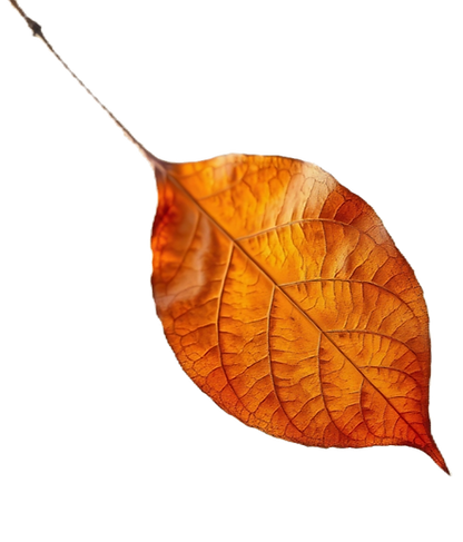 brown leaf in the air, transparent background.png