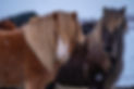 Icelandic Horses.jpeg