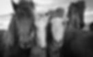 AdobeStock_516537173-BW_edited.jpg