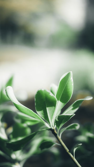 Stock_plant2.jpg