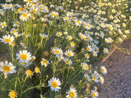 Primavera