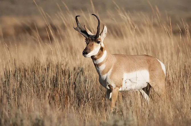 pronghorn-tsln-111817-1240x825.jpg.webp